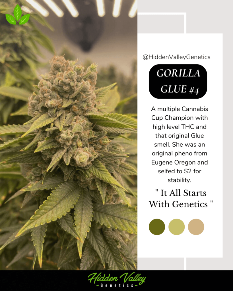 2. Gorilla Glue #4