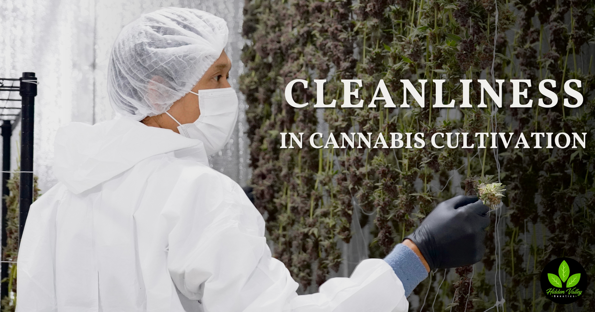 Cleanliness in Medical Cannabis Cultivation