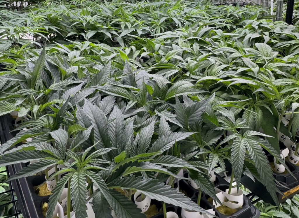 Cannabis Clones