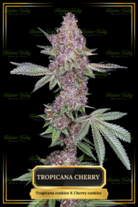 12.HV Genetics TROPICANNA CHERRY S2