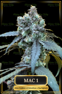 6.HV Genetics MAC 1 S2