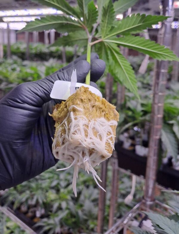 Premium Cannabis Clones