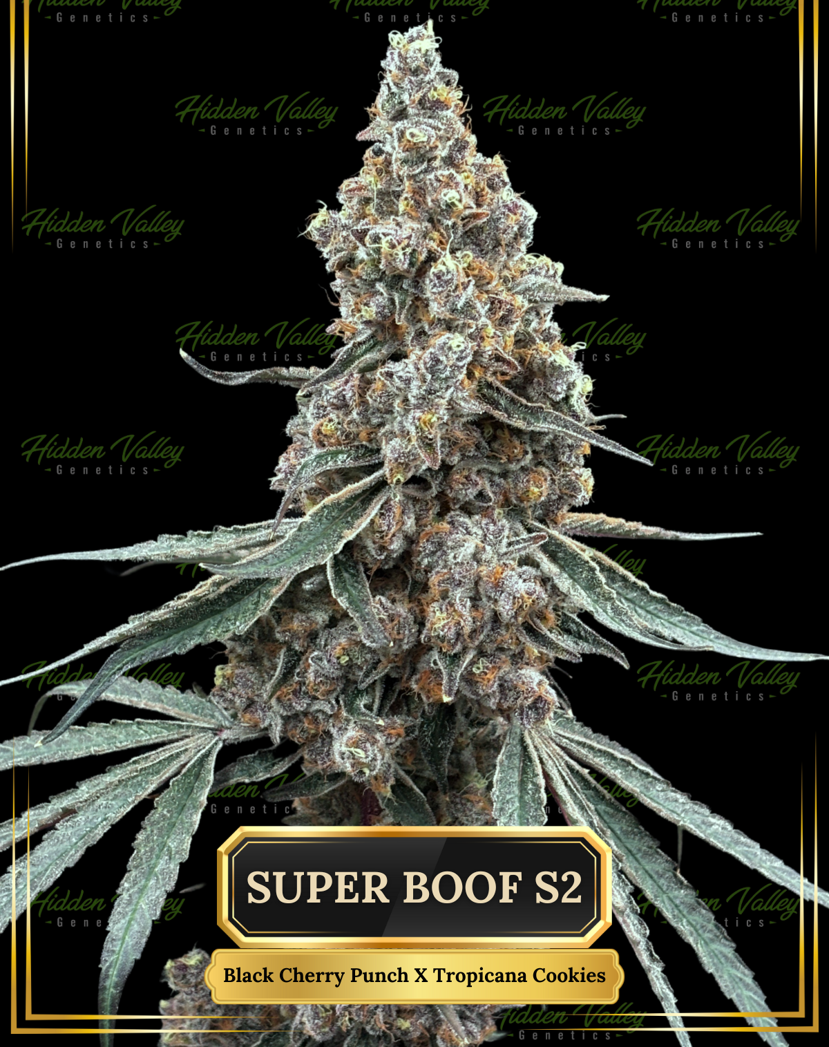 Cannabis Flower