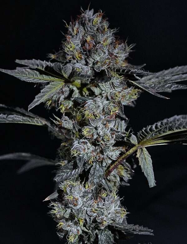 Premium Cannabis Flowers