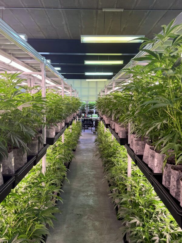 Ready to Flower Plants
